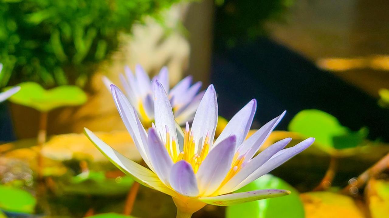 Greenville Resort And Spa Dambulla Bagian luar foto